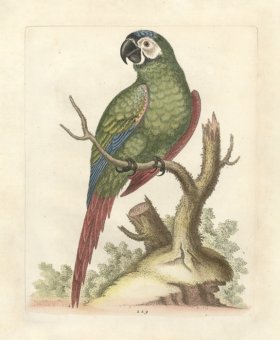 (image for) Edwards Parrot 11.jpg