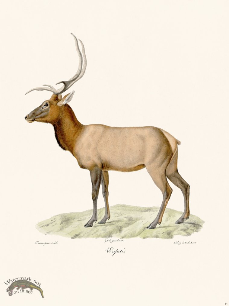 (image for) Cuvier 014 Elk