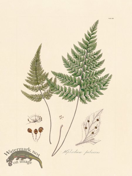 (image for) Hooker Fern 13