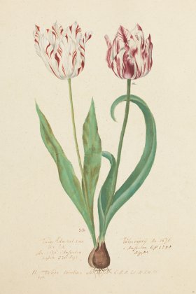 Blomboken 020