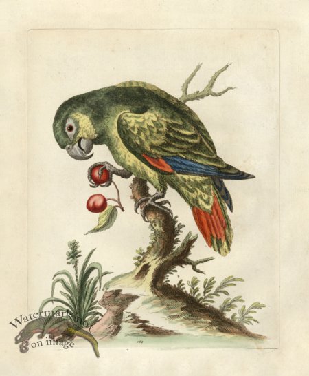 (image for) Edwards Parrot 22.jpg