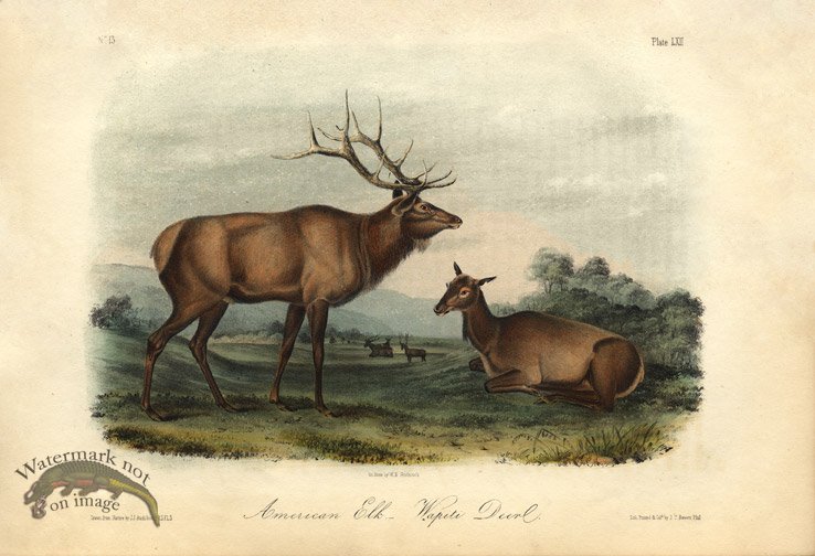 (image for) Elk