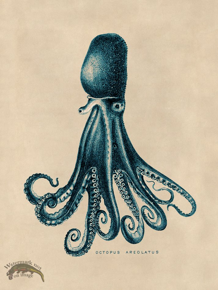 (image for) Octopus Teal 14