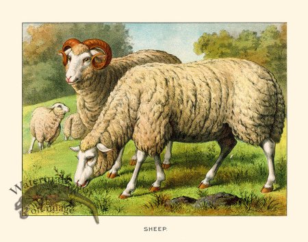 (image for) CP 02 Sheep