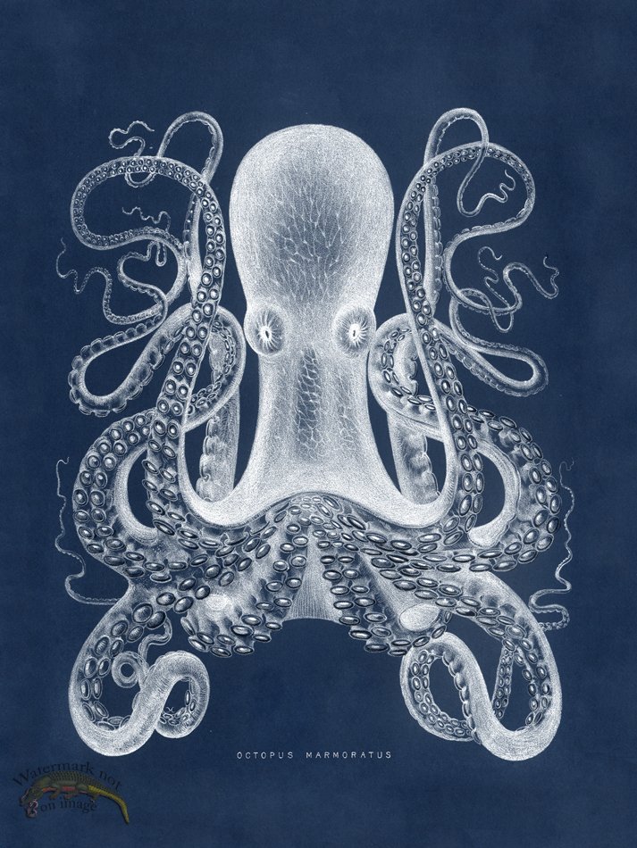 (image for) Octopus Blue 01