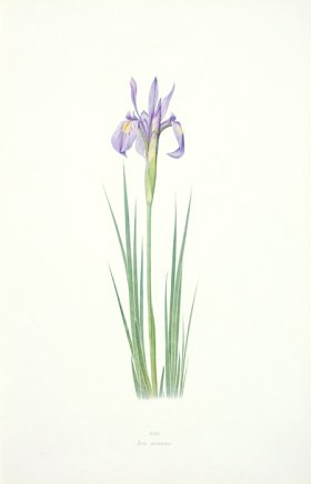 (image for) Dykes Iris 16