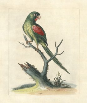 (image for) Edwards Parrot 29.jpg