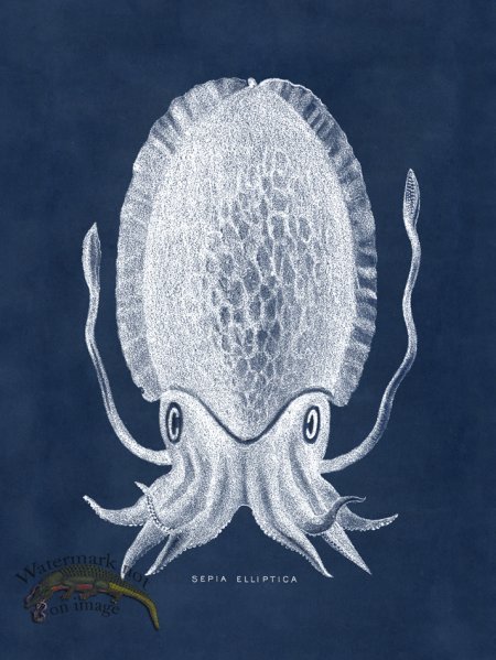 (image for) Octopus Blue 12