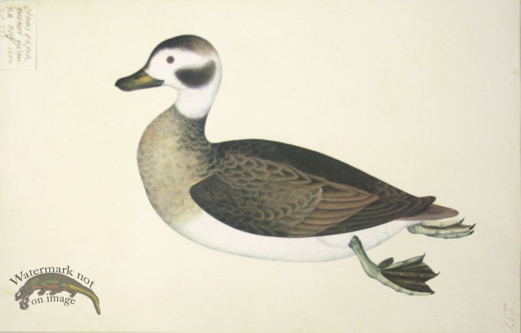 (image for) 257 Swedish Birds . Anas Varia Minor, Female