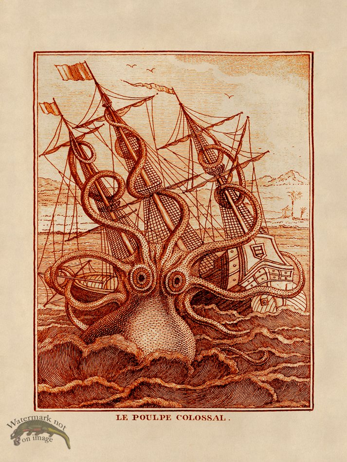 (image for) Octopus Orange 30