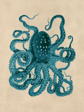 Octopus Teal 26