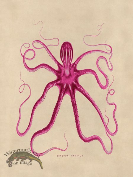 (image for) Octopus Pink 18