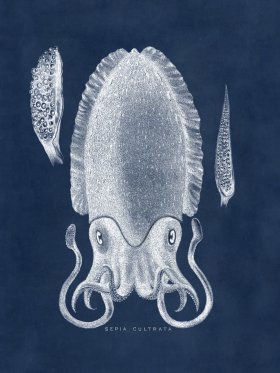 Octopus Blue 11