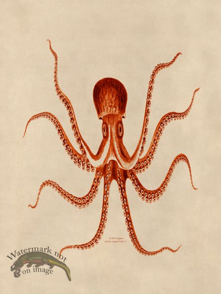 (image for) Octopus Orange 24