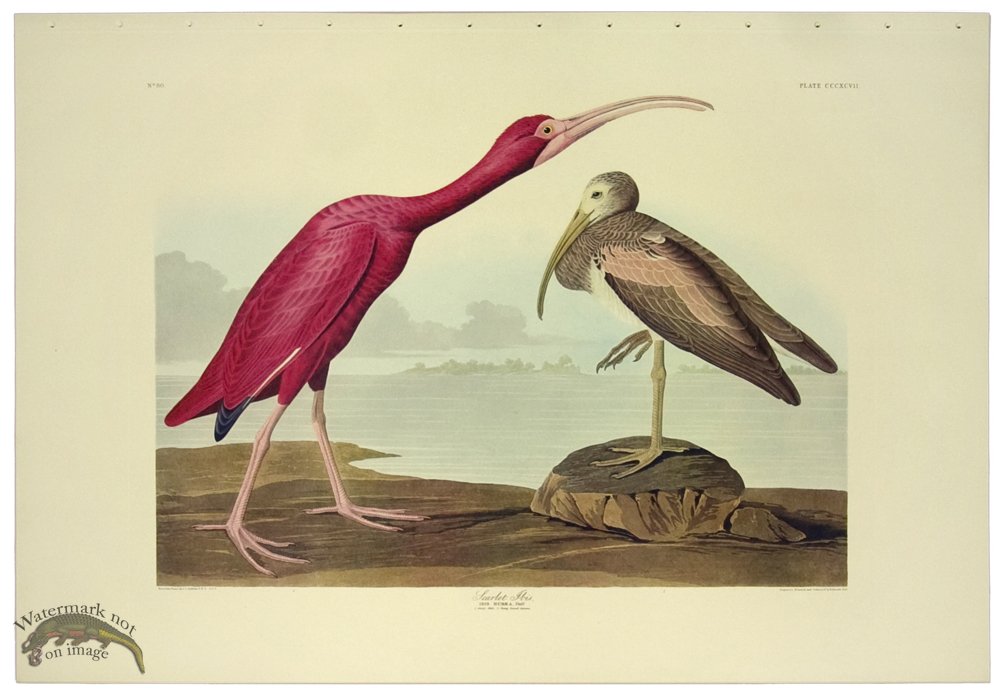 Scarlet Ibis L.E.