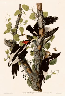 066 Ivory billed Woodpecker