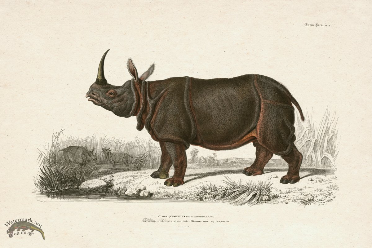 (image for) FNH 08 Rhinoceros