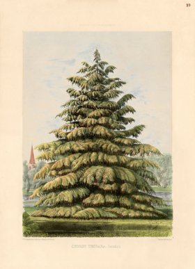 Deodar Cedar