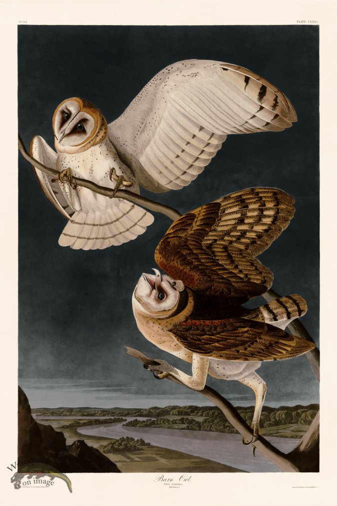 (image for) 171 Barn Owl bc