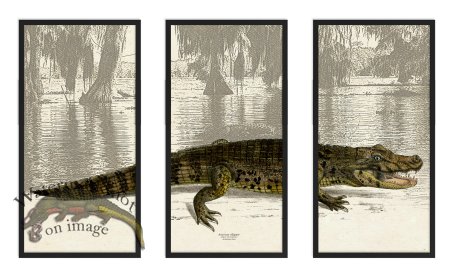 (image for) American Alligator Triptych