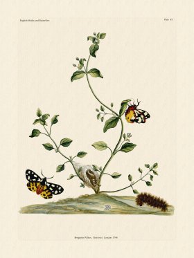 (image for) Wilkes Butterflies 043