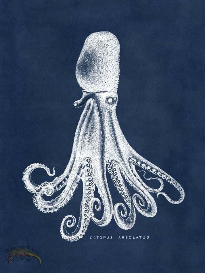 (image for) Octopus Blue 14