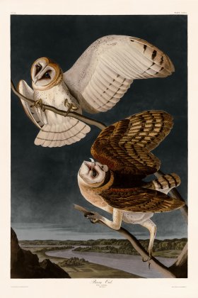 171 Barn Owl bc