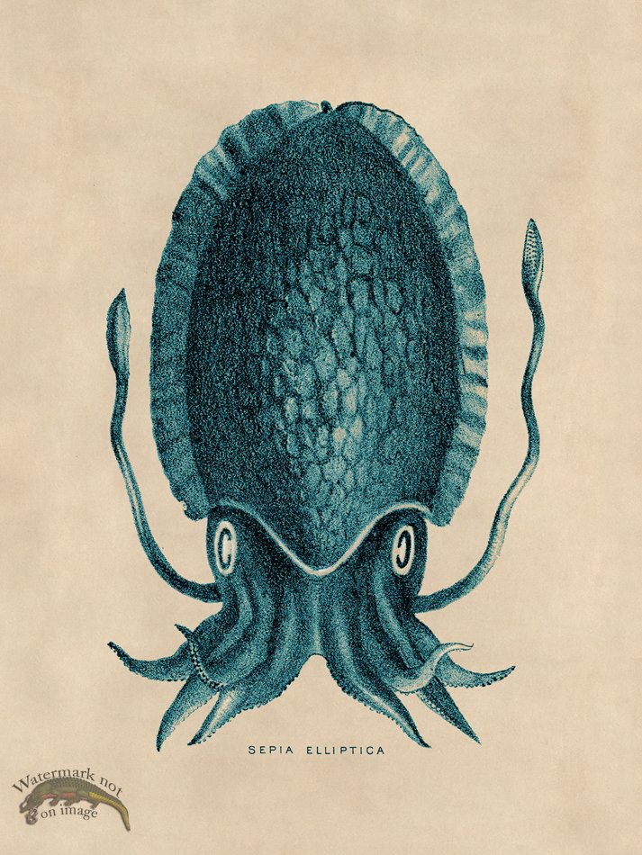 (image for) Octopus Teal 12