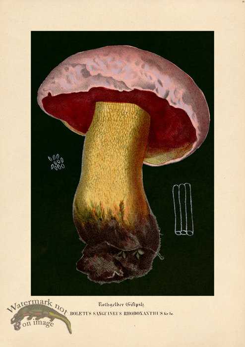 (image for) Beths Shrooms 10