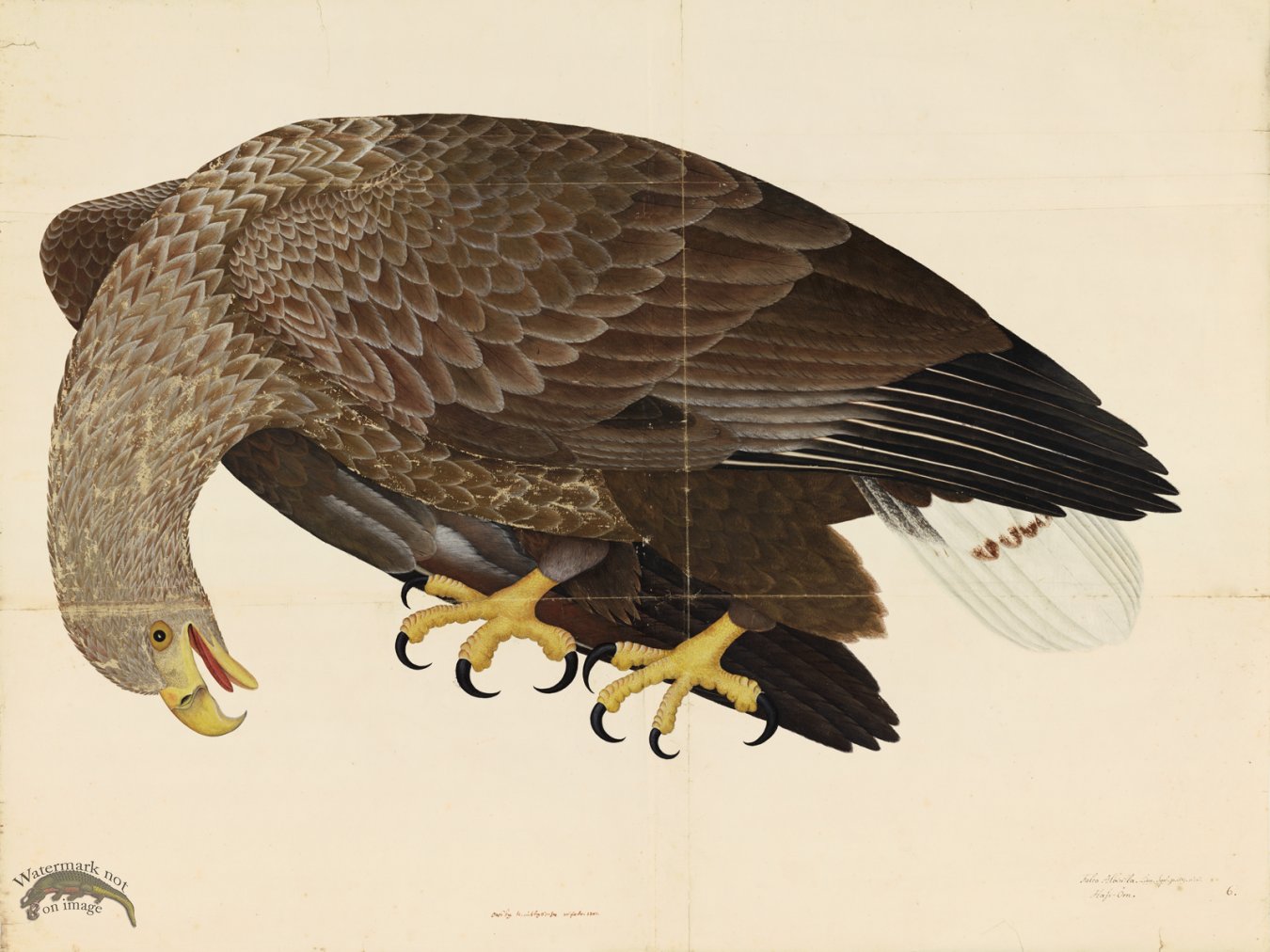 (image for) WHITE-TAILED EAGLE . PL 6