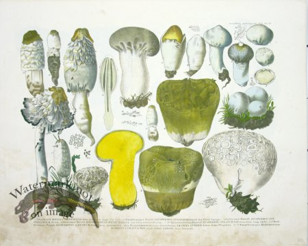 (image for) Mushroom Atlas 13