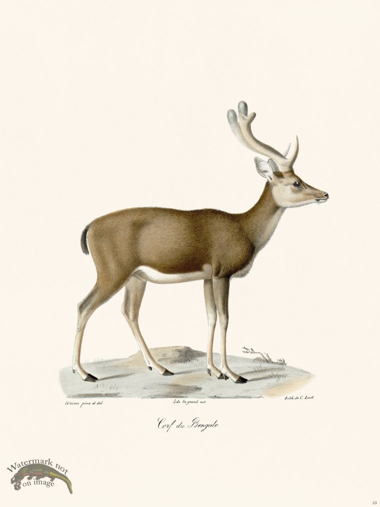 (image for) Cuvier 023 Bengal Deer