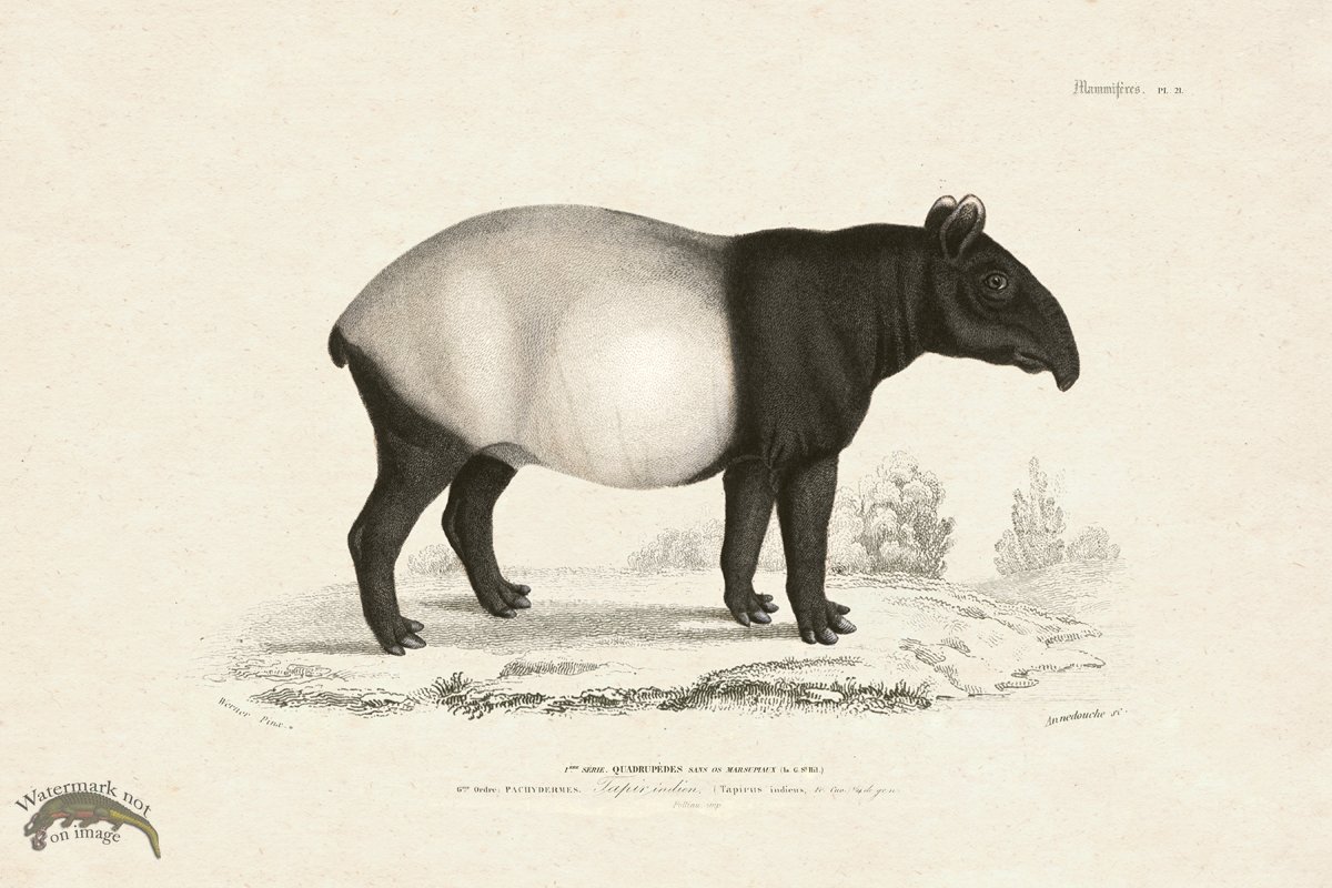 FNH 21 Malayan tapir