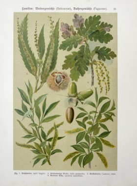 Botanical Atlas 1911 06