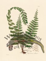 Hooker Fern 17