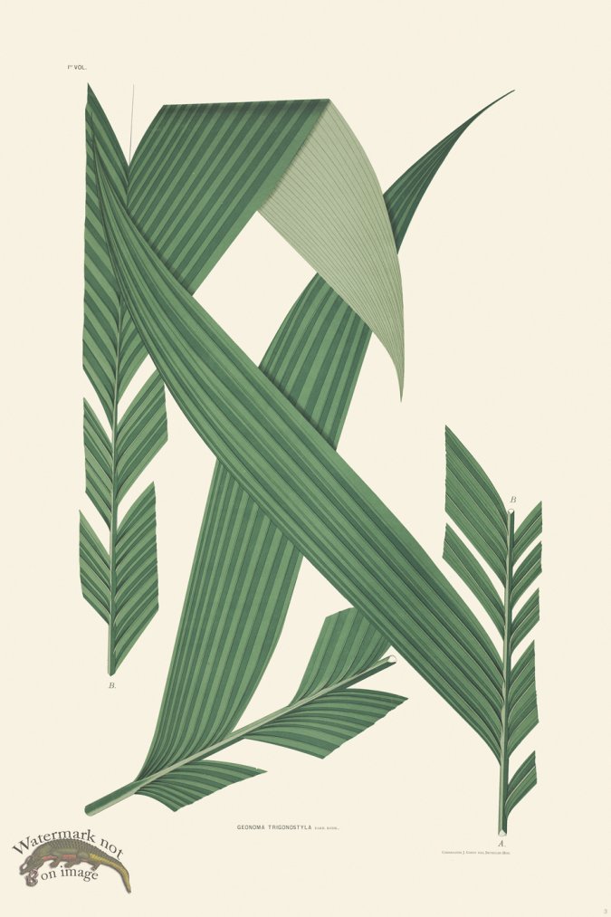 (image for) Rodrigues Palm Front 003