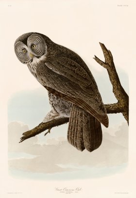 351 GreatCinereous Owl