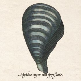 Merian Shell 5