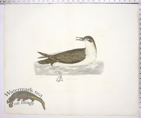 (image for) Mank's Petrel