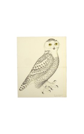 SNOWY OWL, JUVENILE, MALE . PL 30