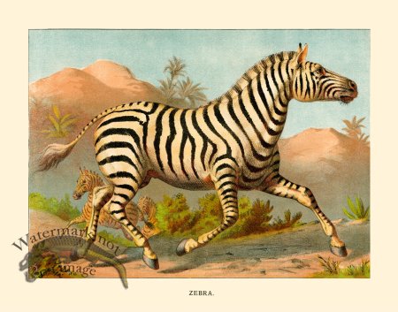 (image for) CP 16 Zebra