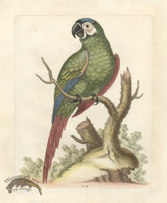 Edwards Parrot 11.jpg