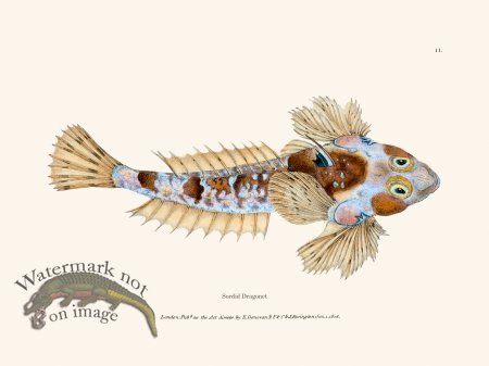 (image for) 011 Sordid Dragonet