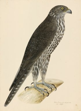 GYR FALCON . PL 13