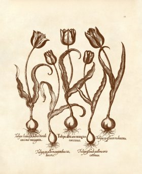 Besler 15 Tulips