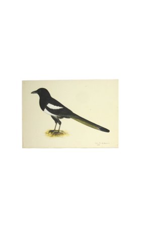 MAGPIE . PL 16