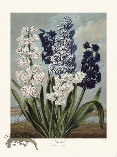 (image for) 06 Hyacinths