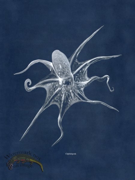 (image for) Octopus Blue 25