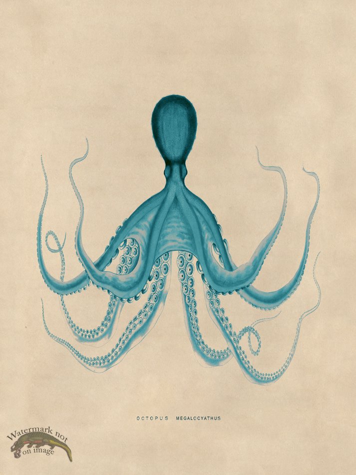 (image for) Octopus Teal 19