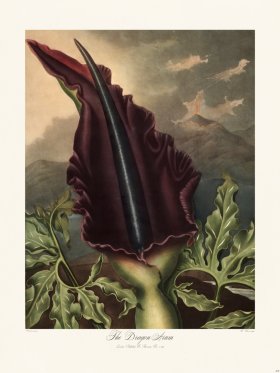 23 The Dragon Arum